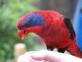 /album/lori-modrouchy-black-winged-lory/lori-modrouchy-2-jpg/